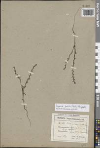 Липучка поникшая (Lehm.) Menyh., Восточная Европа, Южно-Украинский район (E12) (Украина)