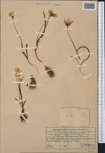 Тюльпан двуцветковый Pall., Средняя Азия и Казахстан, Муюнкумы, Прибалхашье и Бетпак-Дала (M9) (Казахстан)