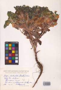 Crepidiastrum denticulatum subsp. denticulatum, Сибирь, Дальний Восток (S6) (Россия)