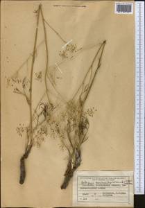 Галагания тонкорассеченная (Regel & Schmalh.) M.G.Vassiljeva & Pimenov, Средняя Азия и Казахстан, Северный и Центральный Тянь-Шань (M4) (Казахстан)