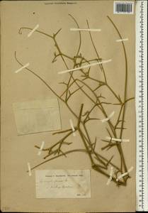 Pycnocycla spinosa Decne. ex Boiss., Зарубежная Азия (ASIA) (Иран)