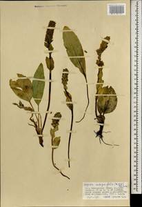Лаготис цельнолистный (Willd.) Schischk. ex Vikulova, Монголия (MONG) (Монголия)