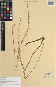 Paspalidium punctatum (Burm.f.) A.Camus, Зарубежная Азия (ASIA) (Филиппины)