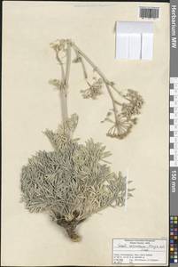 Seseli resinosum Freyn & Sint., Зарубежная Азия (ASIA) (Турция)