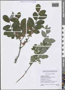 Ива Штарке, Ива приземистая Willd., Восточная Европа, Центральный район (E4) (Россия)