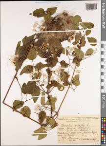 Ломонос обыкновенный L., Кавказ, Грузия (K4) (Грузия)