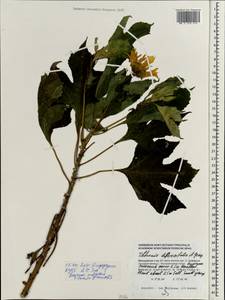 Tithonia diversifolia (Hemsl.) A. Gray, Зарубежная Азия (ASIA) (Мальдивы)