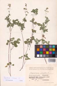 Bасилисник малый L., Восточная Европа, Нижневолжский район (E9) (Россия)