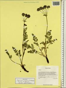 Реброплодник Гукера C. B. Clarke, Зарубежная Азия (ASIA) (КНР)