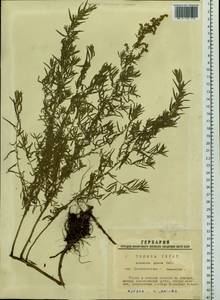 Полынь сизая Pall. ex Willd., Сибирь, Западная Сибирь (S1) (Россия)