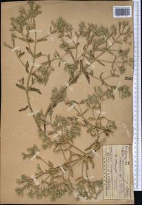 Котовник украинский L., Средняя Азия и Казахстан, Западный Тянь-Шань и Каратау (M3) (Казахстан)