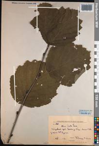 Ольха волосистая (Spach) Rupr., Сибирь, Дальний Восток (S6) (Россия)