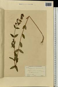 Зверобой волосистый, Зверобой жестковолосый L., Восточная Европа, Московская область и Москва (E4a) (Россия)