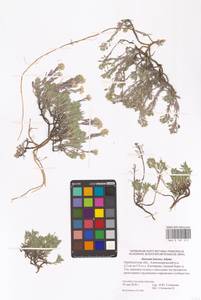 Бурачок ленский Adams, Восточная Европа, Восточный район (E10) (Россия)