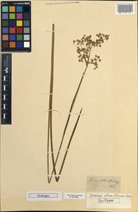 Ситник узловатый Schrank, Не определено