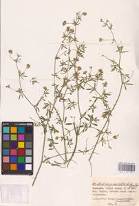 Medicago lessingii Fisch. & C.A.Mey. ex Kar., Восточная Европа, Нижневолжский район (E9) (Россия)