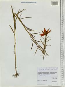 Lilium concolor var. partheneion (Siebold & de Vriese) Baker, Сибирь, Дальний Восток (S6) (Россия)