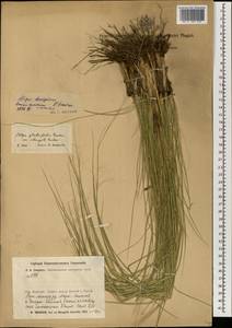 Ковыль Крылова Roshev., Монголия (MONG) (Монголия)