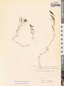 Лютик волосолистный, Шелковник волосолистный Chaix, Сибирь, Чукотка и Камчатка (S7) (Россия)