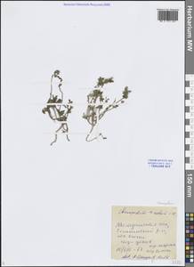 Марь белая L., Сибирь, Чукотка и Камчатка (S7) (Россия)