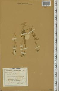 Ясколка костенецевидная, Ясколка дернистая Fr., Восточная Европа, Северо-Украинский район (E11) (Украина)