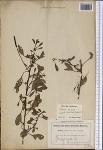 Ludwigia adscendens (L.) H. Hara, Америка (AMER) (США)