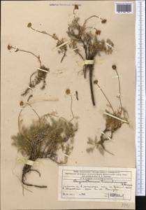 Псевдоглоссантис аулиеатинский (B. Fedtsch.) R.V. Kamelin, Средняя Азия и Казахстан, Западный Тянь-Шань и Каратау (M3) (Казахстан)