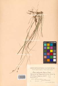 Осока сабинская (Less. ex Kunth) Kük., Сибирь, Дальний Восток (S6) (Россия)
