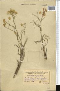 Lepidium lipskyi (N.Busch) Al-Shehbaz & Mummenhoff, Средняя Азия и Казахстан, Западный Тянь-Шань и Каратау (M3) (Казахстан)