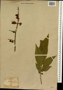 Chimonanthus praecox (L.) Link, Зарубежная Азия (ASIA) (Япония)