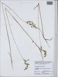 Anthoxanthum nitens (Weber) Y.Schouten & Veldkamp, Сибирь, Западная Сибирь (S1) (Россия)