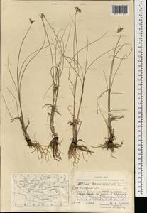 Лук тонкий L., Монголия (MONG) (Монголия)