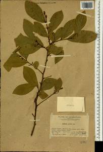Lindera glauca (Sieb. & Zucc.) Bl., Зарубежная Азия (ASIA) (КНР)