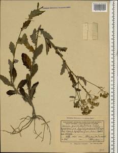 Jacobaea erucifolia subsp. grandidentata (Ledeb.) V. V. Fateryga & Fateryga, Кавказ, Азербайджан (K6) (Азербайджан)