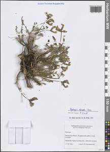 Остролодочник высокогорный Turcz., Сибирь, Прибайкалье и Забайкалье (S4) (Россия)