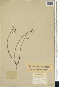 Linum thesioides Bartl., Африка (AFR) (ЮАР)