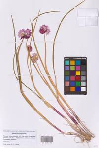 Лук скорода, Шнитт-лук L., Восточная Европа, Московская область и Москва (E4a) (Россия)