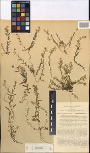 Polygala vulgaris subsp. valdarnensis (Fiori) Arrigoni, Западная Европа (EUR) (Италия)