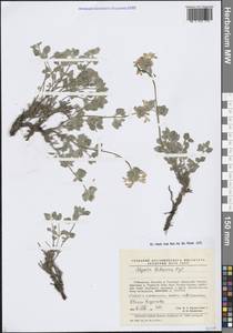 Котовник кокандский Regel, Средняя Азия и Казахстан, Памир и Памиро-Алай (M2) (Узбекистан)