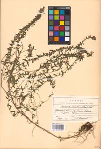 MHA 0 161 880, Зубчатка обыкновенная Moench, Восточная Европа, Западный район (E3) (Россия)