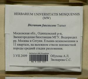 Dicranum fuscescens Turner, Гербарий мохообразных, Мхи - Москва и Московская область (B6a) (Россия)