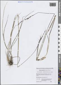 Пырейник Гмелина (Trin.) Tzvelev, Сибирь, Чукотка и Камчатка (S7) (Россия)