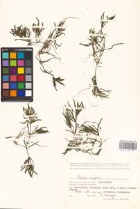 Наяда морская L., Восточная Европа, Нижневолжский район (E9) (Россия)