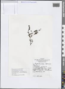 Вероника ключевая, Вероника водная L., Восточная Европа, Волжско-Камский район (E7) (Россия)