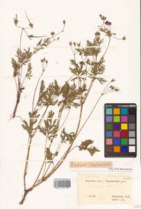 Аистник Стефана Willd., Сибирь, Дальний Восток (S6) (Россия)