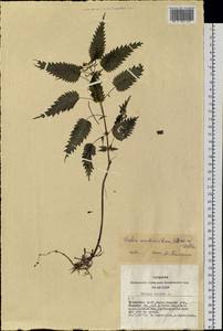 Urtica dioica subsp. sondenii (Simmons) Hyl., Сибирь, Алтай и Саяны (S2) (Россия)