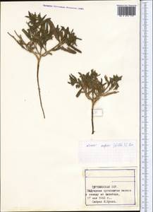 Нонея каспийская (Willd.) G. Don, Средняя Азия и Казахстан, Каракумы (M6) (Туркмения)