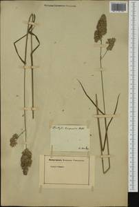 Dactylis glomerata subsp. hispanica (Roth) Nyman, Ботанические сады и дендрарии (GARD) (Франция)