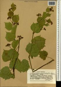 Ampelopsis vitifolia subsp. vitifolia, Зарубежная Азия (ASIA) (Афганистан)