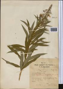 Chamaenerion angustifolium subsp. angustifolium, Средняя Азия и Казахстан, Северный и Центральный Казахстан (M10) (Казахстан)